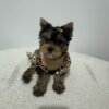 white yorkie puppies