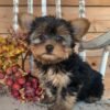 yorkie puppies for sale