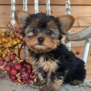 yorkie puppies for sale