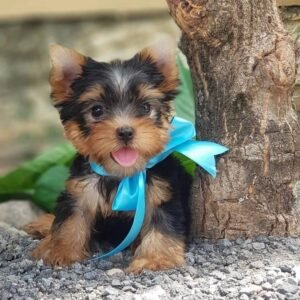 yorkie breeders near me