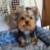 yorkie dogs for sale