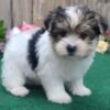 yorkie puppies for sale near me