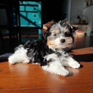 mini yorkie for sale