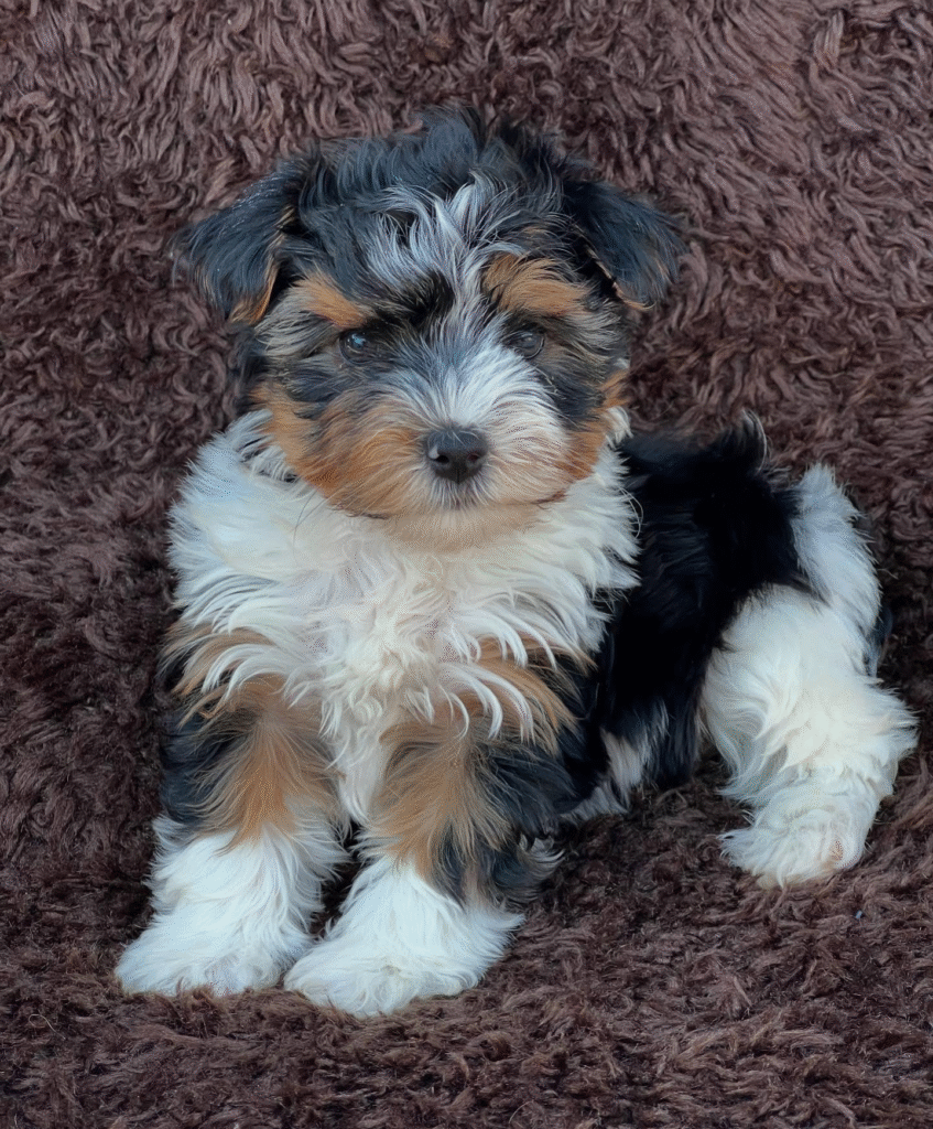 Sammy Home Raised Yorkies