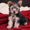 miniature yorkie puppies for sale near me