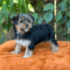 yorkie for sale near me