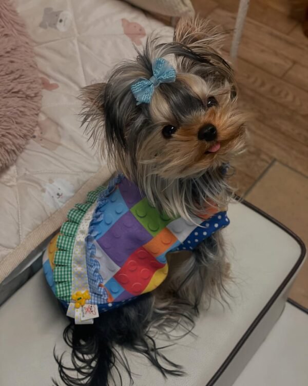 yorkie puppies near me